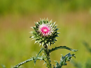 Purple flower head bud of Milk thistle, Carduus Nutans