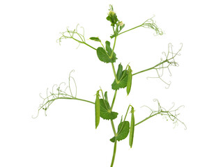 Peas plant with flowers and pods isolated on white, Pisum sativum