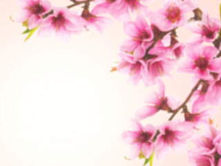 Fototapeta premium Blurred pink spring blossom background