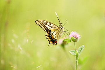 花の蜜を吸いに現れた大きなアゲハ蝶