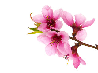 Branch of peach tree with pink flowers and green leaves
