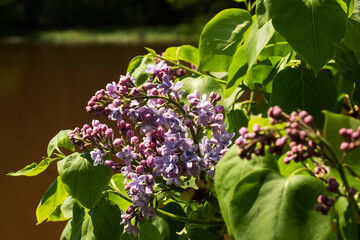 Bush of blooming lilac grows on the Bank of the river. Purple lilac blooms close up.