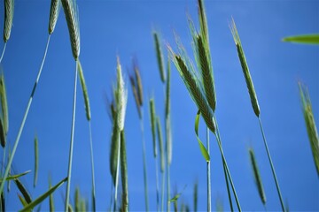 Naklejka premium Campo de trigo fresco desde abajo