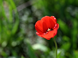garden bright red spring tulip