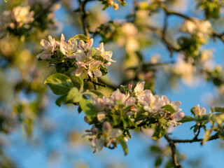 white apple blossom, blurred background, petal fragments