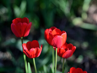 garden bright red spring tulips