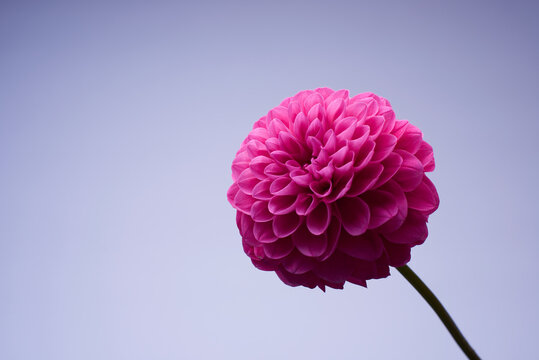 一輪の小さな赤いダリアの花
