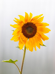 sunflower flower on a light background
