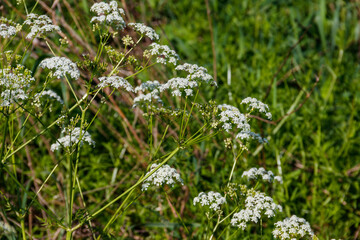 Water hemlock (Conium maculatum) flowers