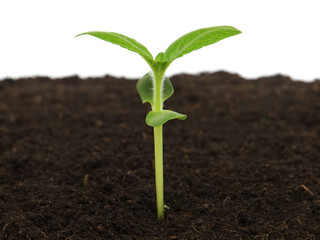 Young sunflower plant in soil