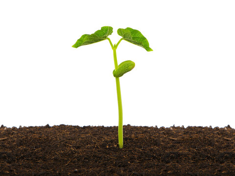 Young bean plant in soil
