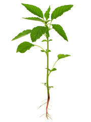 Redroot pigweed plant isolated on white, Amaranthus retroflexus