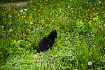 Naklejka premium A stray, homeless black cat in green grass and weeds.