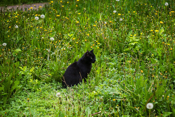 A stray, homeless black cat in green grass and weeds.