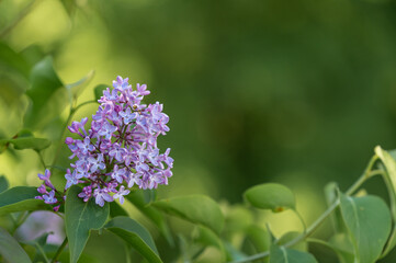 Purple lilac flower, syringa vulgaris. Close up shot,  shallow depth of field. Green blurred background. Copy space with place for text, lettering.