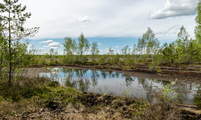 Fototapeta na wymiar a developed bog lake, swampy meadows and bogs wonderful cumulus clouds and reflections in the water, Sedas heath, Latvia