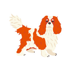 Cavalier King Charles Spaniel. Pet flat vector illustration. Cute small dog breed with red and white spots. For online stickers, grooming social network, animal guide, veterinary manual, encyclopedia.