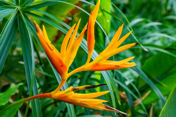 Orange and Yellow Heliconia flower