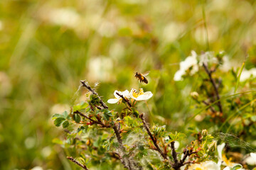 Bee going to feast on Dune Rose