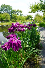 小田原フラワーガーデン ハナショウブ