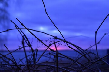 Fototapeta premium branches of grapes on the background of the sunset