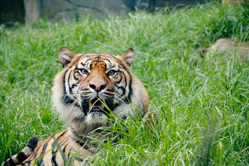 A Large Tiger Sitting in Grass Field