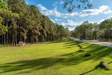 Pine forest landscape in Thailand with green grass and asphalt road through.