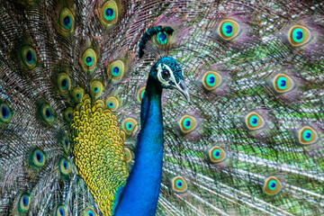 Fototapeta na wymiar An Indian male peacock dancing 