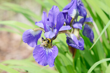 Bumble bee on flowering blue iris in in the nature - 354822607