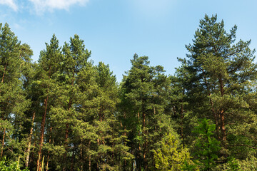Green flowering pines on a Sunny summer day. Coniferous trees grow in the Park forest.