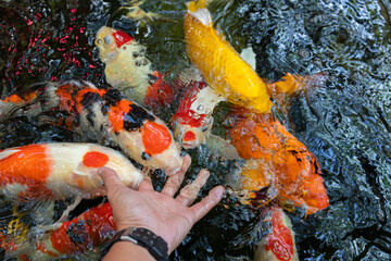 Feeding koi fish carp by hand (Cyprinus Rubrofuscus)