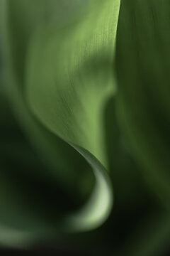 Macro shot of green leaves of lily of the valley. Leaf texture, raindrops.