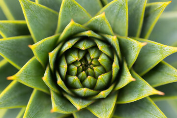 Close Up of Succulent