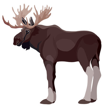 moose elk in natural style, isolated object on a white background, vector illustration,
