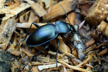 Big beetle Carabus glabratus during eating something in the forest