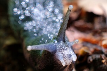 Amazing close up of snail Limax cinereoniger. His shiny body gave a bokeh effect.