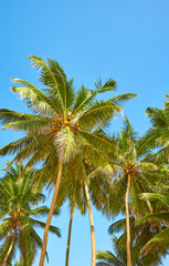 Fototapeta na wymiar Coconut palm trees against the blue sky.