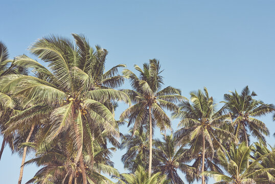 Retro toned picture of coconut palm trees against the sky.