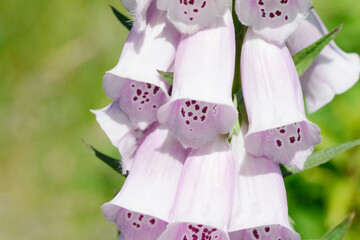 flowering foxglove in in the nature © Caro