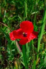Red poppies in the middle of the green grass under the sun. Bright red flower in contrast with the green of the lawn.