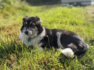 Hund mit Hundemarke