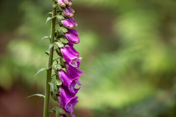 Foxglove