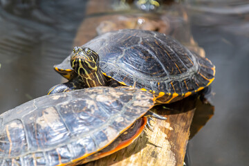 Turtles - Lisbon Zoo