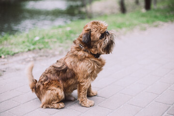 Beautiful Brussels Griffon standing on the path and looks into the distance