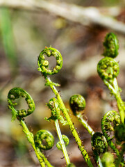 bright ferns on a background of swampy soil