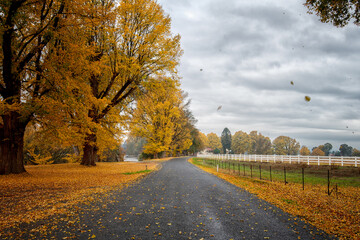 road in autumn