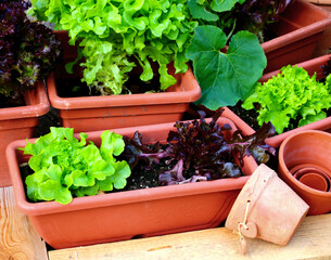 pflücksalat auf dem balkon