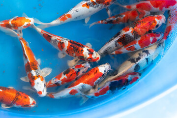 Fancy carp fish in blue chamber