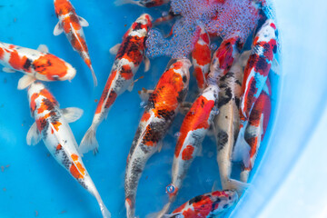 Fancy carp fish in blue chamber