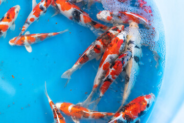 Fancy carp fish in blue chamber